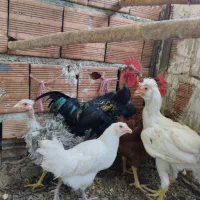 مرغ خروس و جوجه محلی و لاری و گلین
