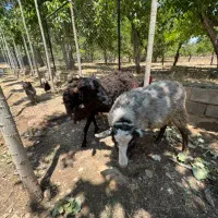 گوسفند رومانف و رومن