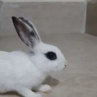 خرگوش سالم