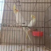 یک جفت عروس هلندی مولد با تخم‌