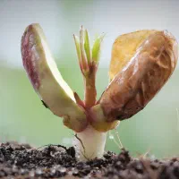 استخدام مسئول فنی، مسئول کنترل کیفی QC