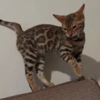 گربه بنگال ار مولدین وارداتی