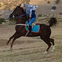 مادیان کره کوهستان