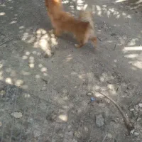 سگ ماده