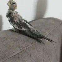 عروس هلندی جوجه