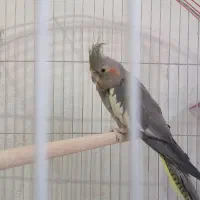 عروس ماده بالغ