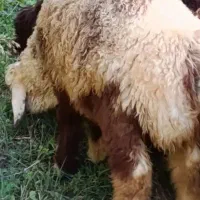 فروش گوشت حیون