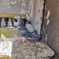 کبوتر آلمانی و رنگه
