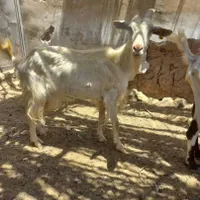 بز سانن|حیوانات مزرعه|اردکان, |دیوار