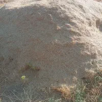 کاه گندم