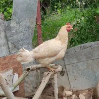 مرغ تخم گذار