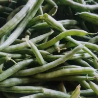 لوبیا(ترپیله)بدون نخ