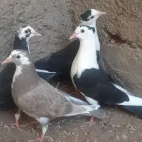 کبوتر جوجه