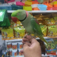 شاه طوطی نر طوق دار سخنگو کلامدار فول رام سلامت|پرنده|تهران, نواب|دیوار