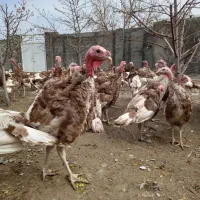 بوقلمون محلی بوربون چهارونیم ماهه