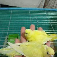 مرغ عشق