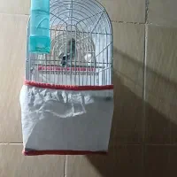 فروش ماده سهره مست