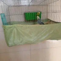 جفت مرغ عشق کارداده رنگ خاص اماده به شرط