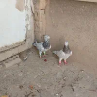 گفت. سار