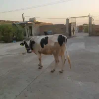 گاو خارجی
