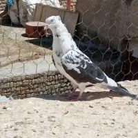 کبوتر پلنگ دم سیاه چشم نوک سفید ماده مست