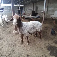 قوچ همو|حیوانات مزرعه|جلگه شوقان, |دیوار