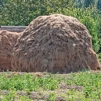 یونجه خالص واگذار رایگان