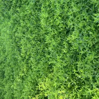 فروش نعنا تازه و ریشه نعنا (مستقیم از مزرعه)