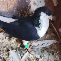 ساده سیا