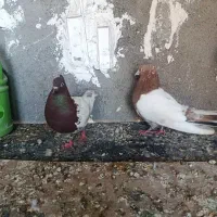 کفتر کله سیاه خال سینه ساده سرخ ساده امری خال راست