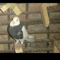 تعداد سه کبوتر بازیکن