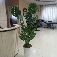 درختچه|گل مصنوعی|رشت, استادسرا|دیوار