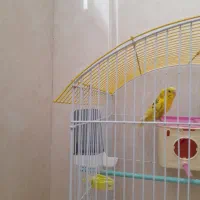 مرغ عشق سالم