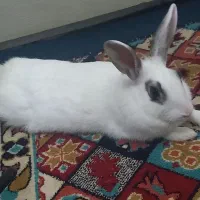 خرگوش