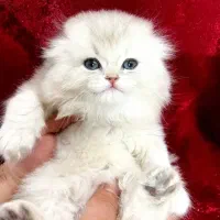 گربه بریتیش سیلور مو بلند و مو کوتاه