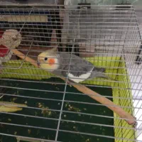 عروس هلندی نر و ماده تخم گزار