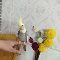 تعدادی عروس هلندی خوشگل دستی