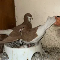 فروش کبوتر یا کفتر پلاکی رنگی شهری