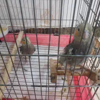 عروس هلندی