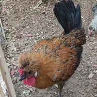خروس چهار ماهه کاکلی