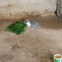 خرگوش ماده اسرائیلی توضیحات را بخوانید