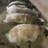 یک عدد بره نر