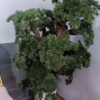 درختچه مصنوعی با چوب طبیعی برای تزیینی خونه