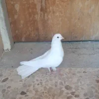 کبوتر سفید مور