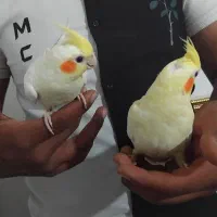 عروس هلندی