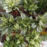 گلهای زیبا و شاداب