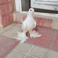 کفتر لوتی نر