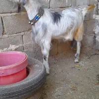 فروش. بز سوز مودار شیری