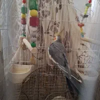 عروس هلندی نر