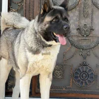 گمشده یابنده 30میلیون پاداش